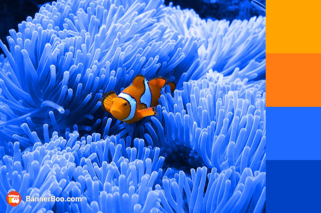 sea anemone and clown fish sea anemone and clown fish