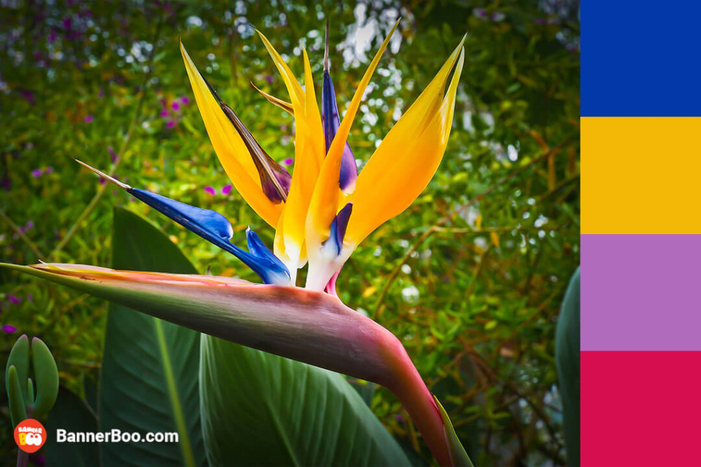 tropical flowers tropical flowers