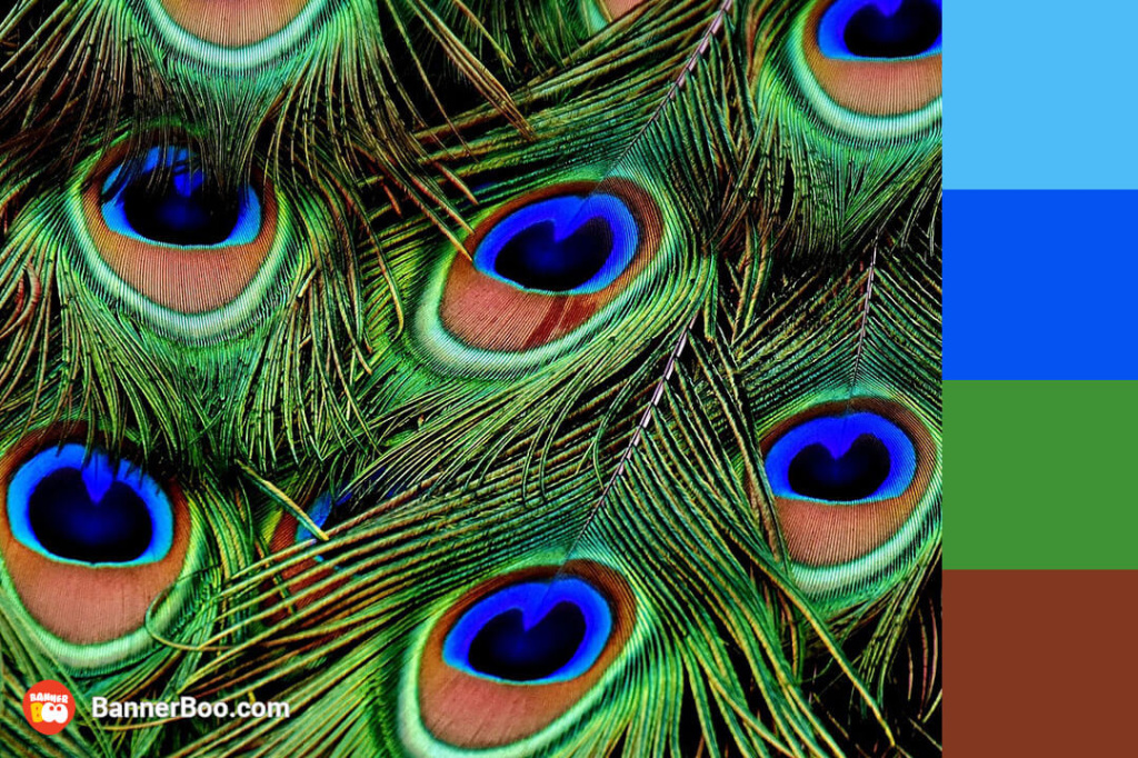 peacock feathers peacock feathers