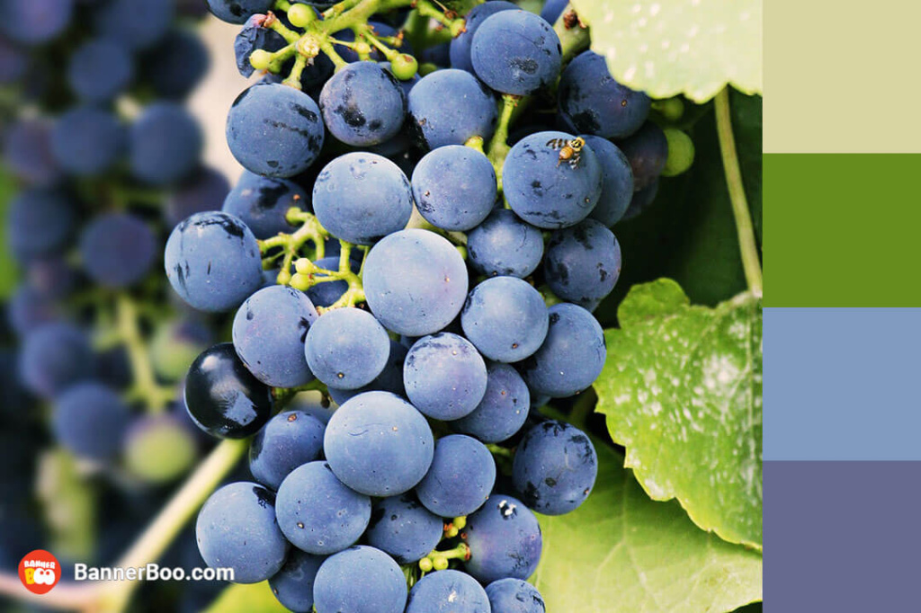 ripe grapes ripe grapes