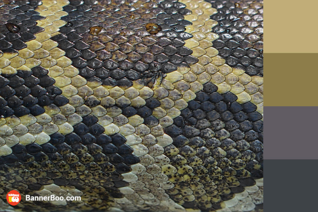 snake skin and scales snake skin and scales