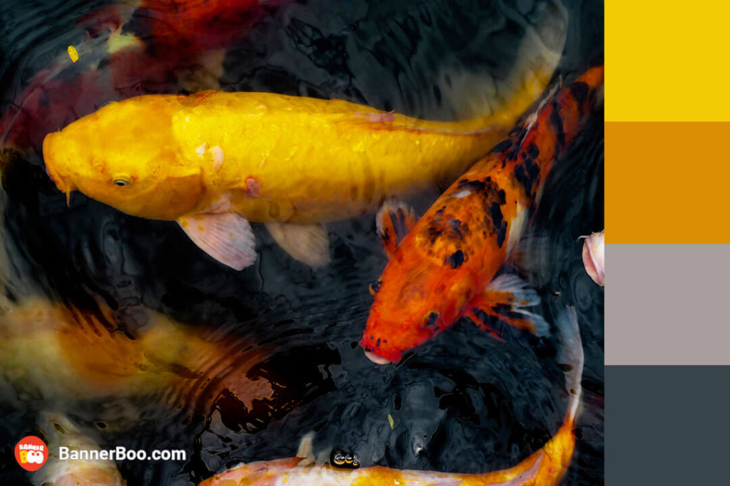 pond with carp pond with carp