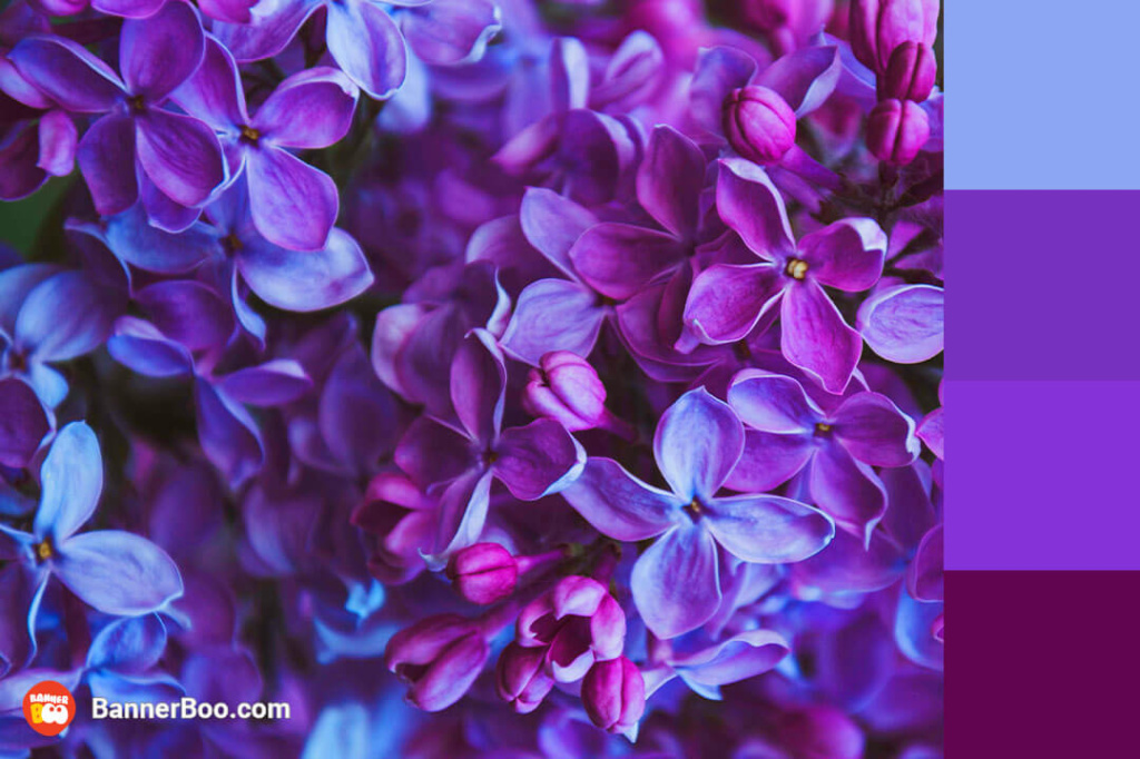 gentle lilac gentle lilac