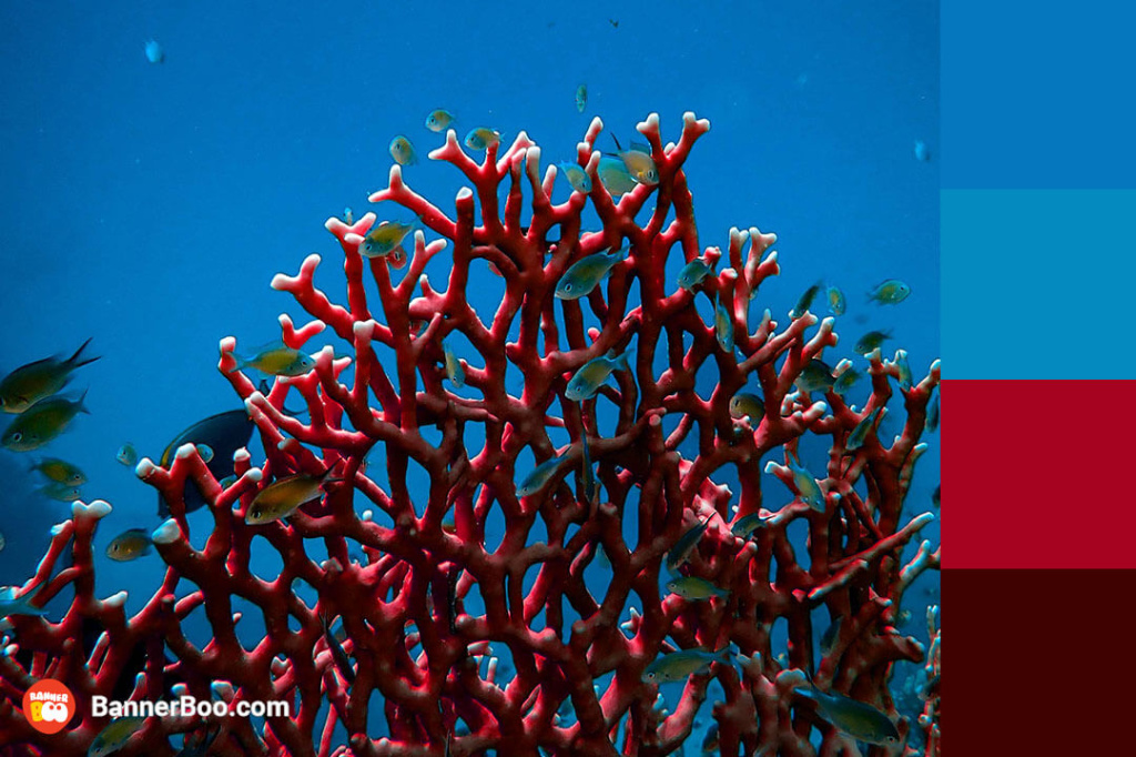 red coral and sea blue red coral and sea blue
