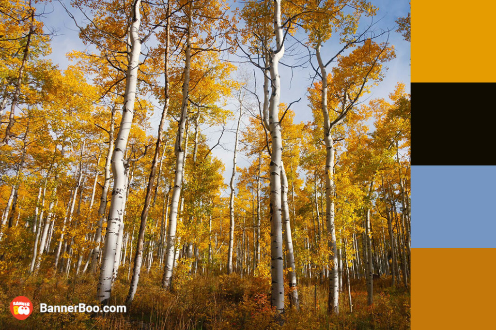 bare birches bare birches