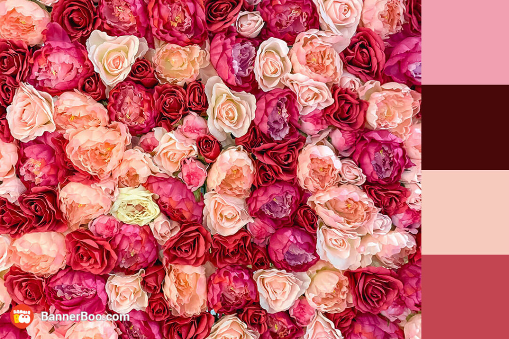 pink and red roses pink and red roses