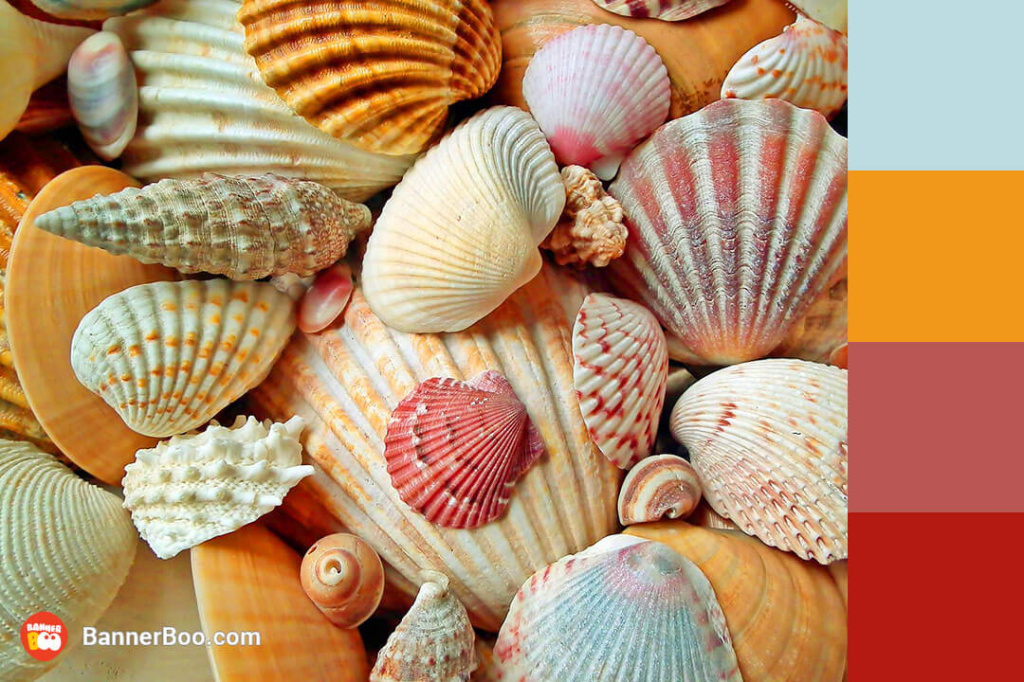 colored sea scallops colored sea scallops