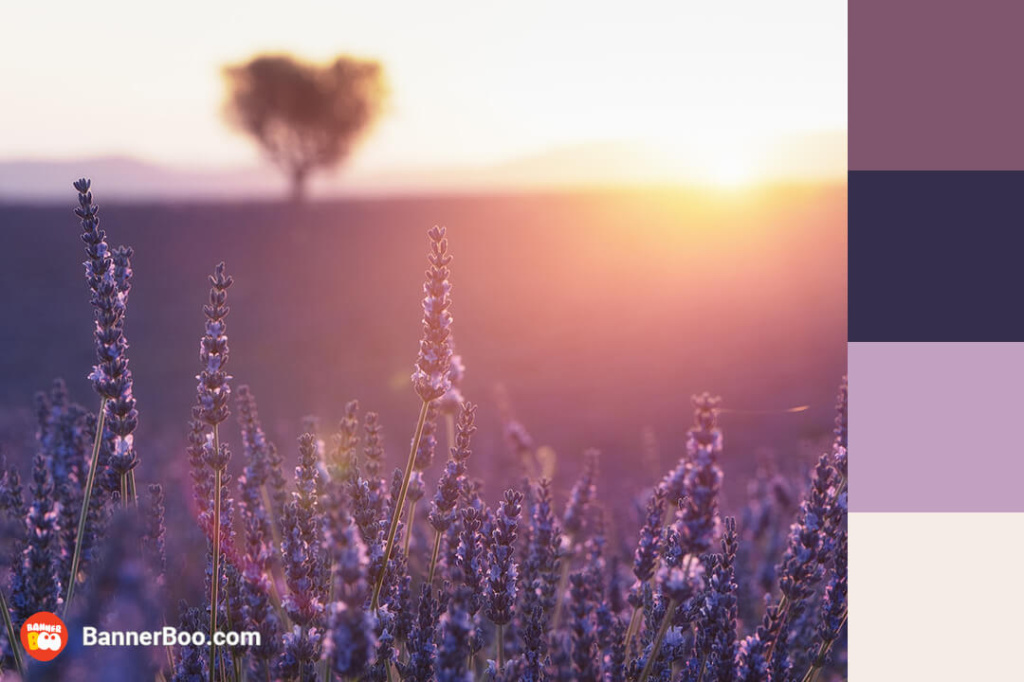 lavender fields lavender fields